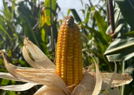 Colheita do milho avança lentamente em Mato Grosso do Sul