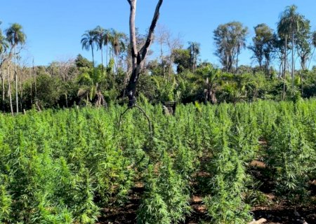 Polícia destrói 18 toneladas de maconha e acampamentos na fronteira