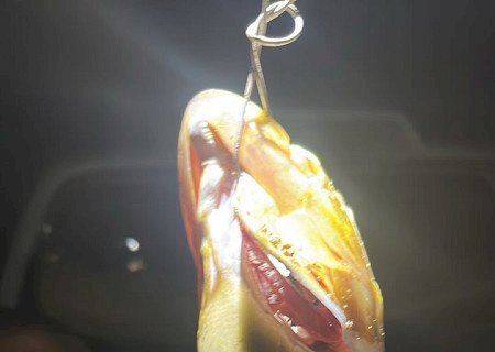 Homem é multado em R$ 5,5 mil e preso em flagrante por pescar peixe da espécie Dourado