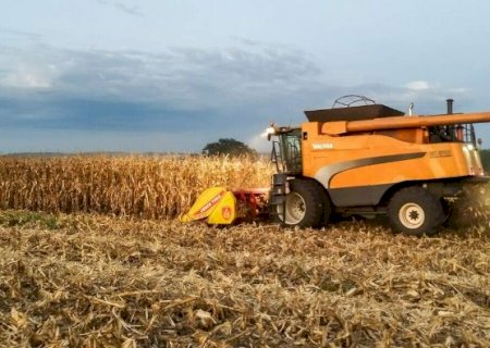 Colheita do milho acelera e chega a 15,8% da &aacute;rea plantada em MS