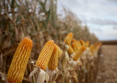 Colheita do milho avan&ccedil;a para 24%, mas chuva ainda atrasa safra em MS