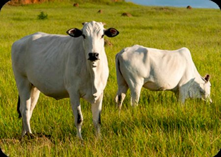 Pecuária sustentável do Pantanal supera 85 mil abates e movimenta R$ 11,2 milhões