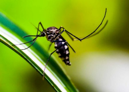 MS registra mais de 10 mil casos confirmados de chikungunya e 30 mortes