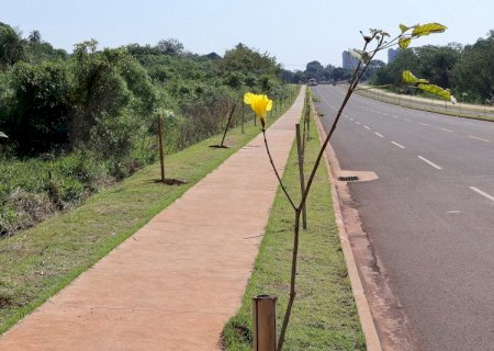 Avenida dos Ipês ganha árvores frutíferas e reforça novo corredor verde de Dourados