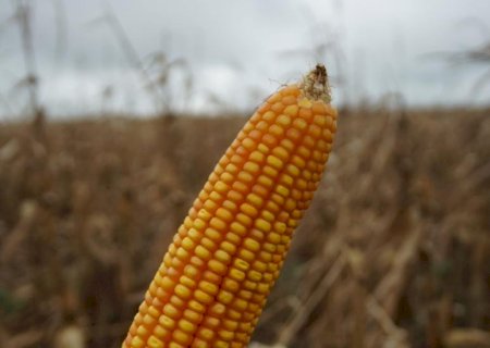 Colheita do milho é concluída nas regiões Norte e Centro do Estado