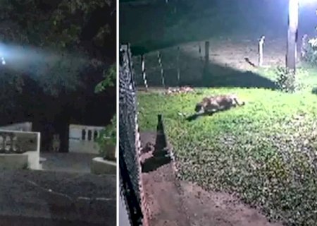 Onça-pintada é vista por dois dias seguidos perto de moradores em MS